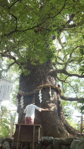 新熊野神社のクスノキ