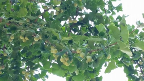 �岦���Υ�åѥ����祦��