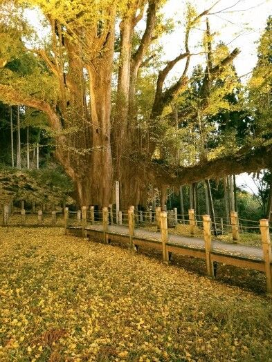 菩提寺のイチョウ 黄葉バージョン 4