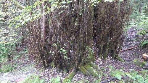 ��Ű�����ܷˣ���