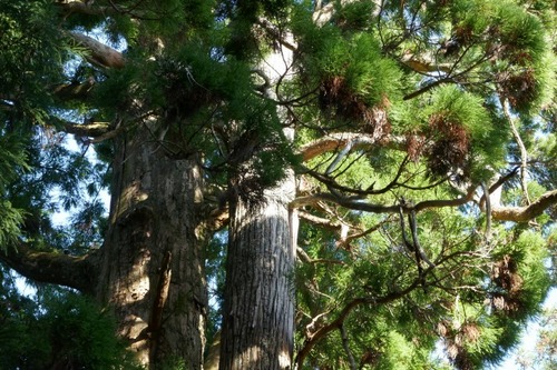 ³Þ·Á¿À¼Ò¤ÎÂ祹¥®¡ÊÉ×ÉØ¥¹¥®¡Ë£±£±