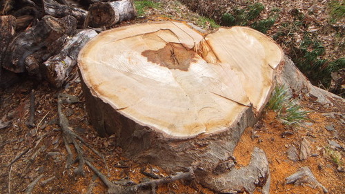 �ͥĲ������Ҥ�Ȳ�Υ��䥭��