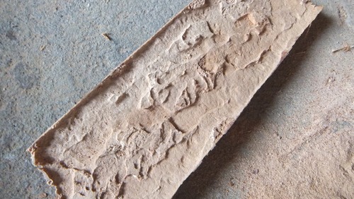 ËÜʪ¤ÎÌÚ¤ÎÃî¡¡£´