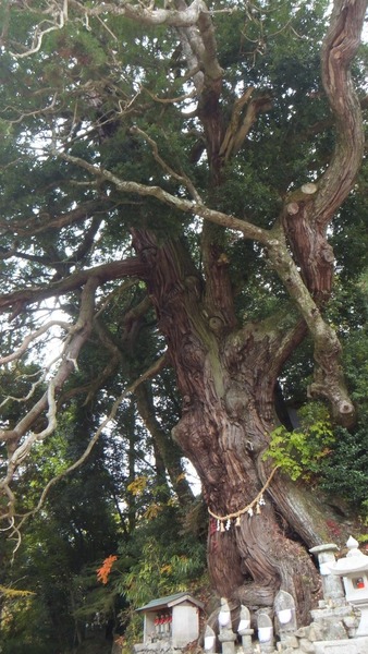 Ʋ���Υ�������ǯ���ˡ�8