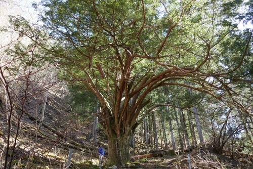 Ê¿´ä²È¤Î¥¤¥Á¥¤ 12