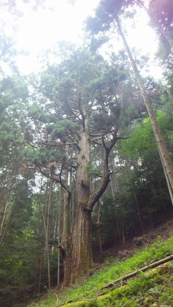 �۶����������ŷ�����