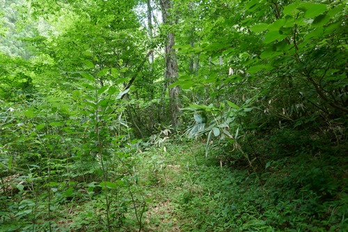 ƶ�Υ��ĥ顡17