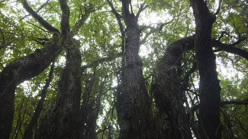 ��Ű�����ܷˣ���