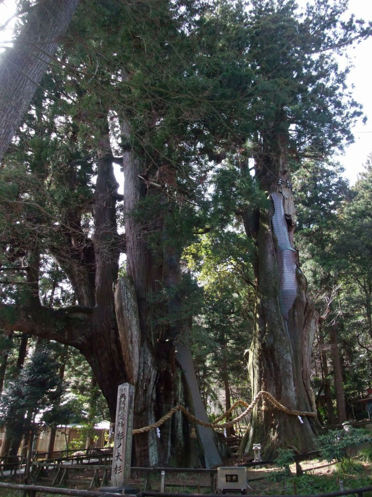 1　杉、古木 1杉、古木