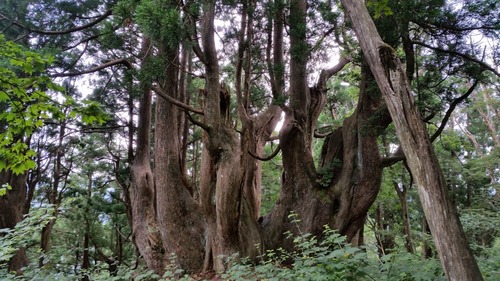 ²ÖÀÔ¤ÎÅ·Á³Éú¾òÂæ¿ù 1