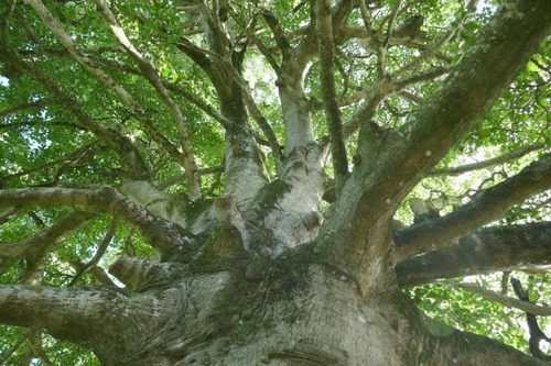 Èø³«¤Î¥¯¥í¥¬¥Í¥â¥Á4