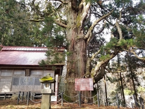 日下野のスギ 2
