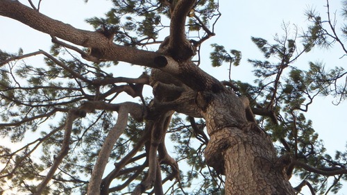 ��ָ����ȿ��Ҥξ���