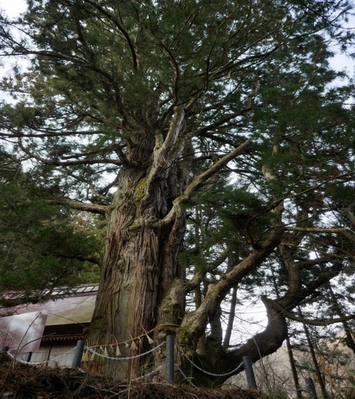 日下野のスギ 14