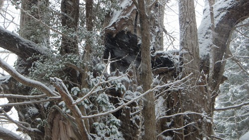 �����������¹����