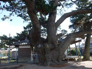 ��¢�羾����