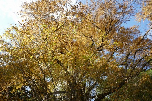 �����ƽФΥ��ĥ顡��