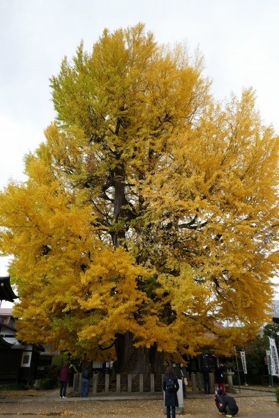 ���͹�ʬ�����祤���祦��