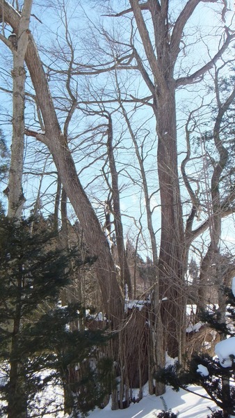 ¸Å²°ÉߤÎÀéËÜ·Ë£¶