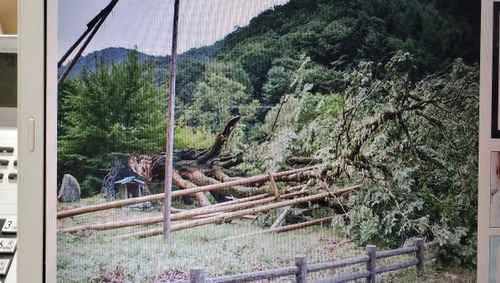 小黒川のミズナラ、倒れる