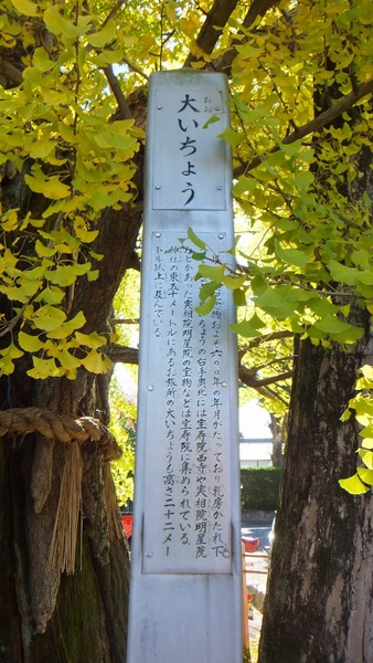 ������Ҥ��祤���祦�ȱ��ζ�ɡ���