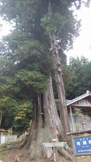 有洞のサワラ 3