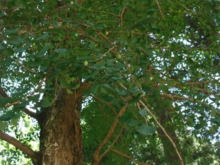 ���ϥĥ������祦����