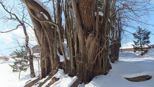 ¸Å²°ÉߤÎÀéËÜ·Ë£¸