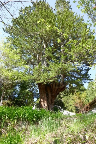 ³Þ·Á»û¤Î¥³¥¦¥ä¥Þ¥£µ