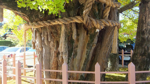 ������Ҥ��祤���祦�ȱ��Υ����祦