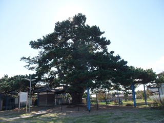 ��¢�羾����