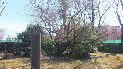 ²¼²£¾ì¤ÎÂ祰¥ß£²