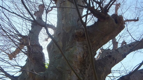 ��ð�Υ��䥭��