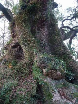 ³÷À¸¤ÎÂ祯¥¹£¹