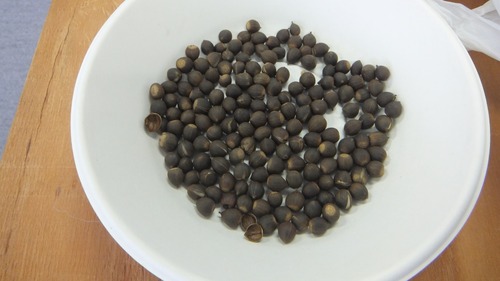 �ĥ֥饸����