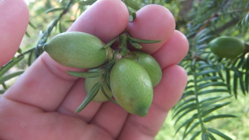 ���֤Υϥ������䣱��