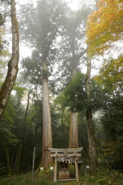 高倉神社内 大地主神社の夫婦スギ7