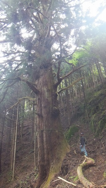 �۶��������ŷ�����