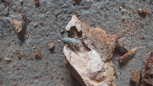 ËÜʪ¤ÎÌÚ¤ÎÃî¡¡£¶