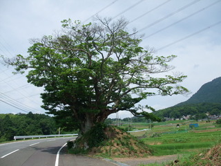 ʡ��Υ��⡡��