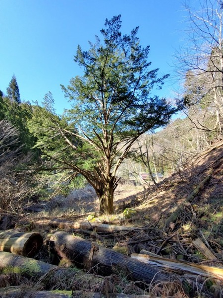 Ê¿´ä²È¤Î¥¤¥Á¥¤ 2