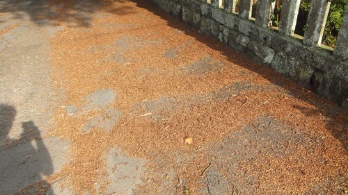 ���֤Υϥ������䣱��