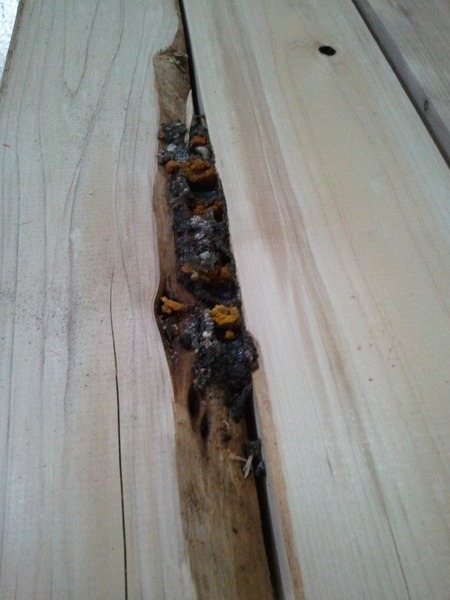 �����ꥢ�󡡣�