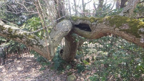 ²¼²£¾ì¤ÎÂ祰¥ß3