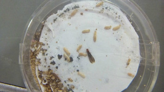 ���󥶥��������ꡡ��