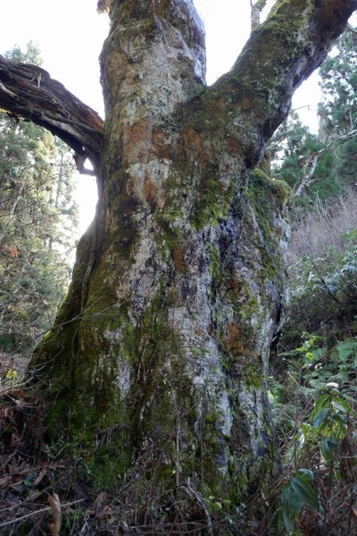 ���Ĥλҥȥ��Υ���