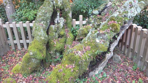 ��̿����ͼ�Ȥ�ߤ���