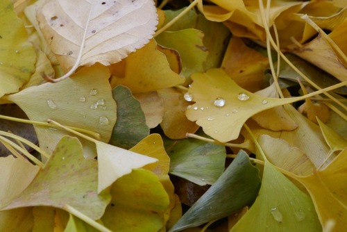 ���͹�ʬ�����祤���祦����