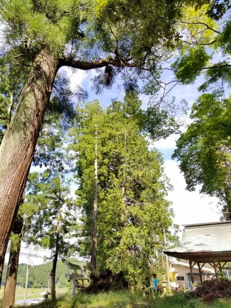 日吉神社のタネスギ 3