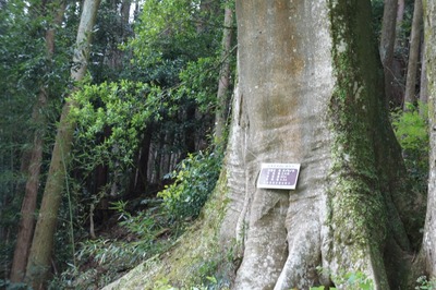 �ɼ���ҤΥ����ҥΥ�